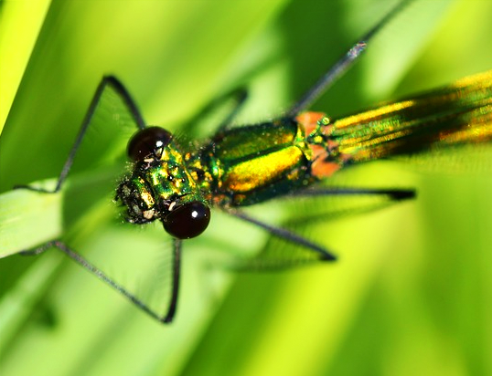 Libelle mit großen Facettenaugen